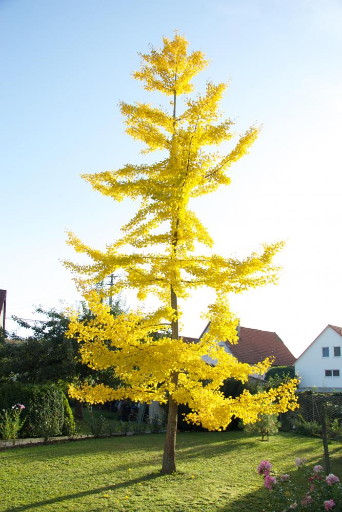 Baum mit gelben Blättern