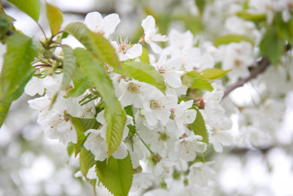 Die ersten Kirschblüten...