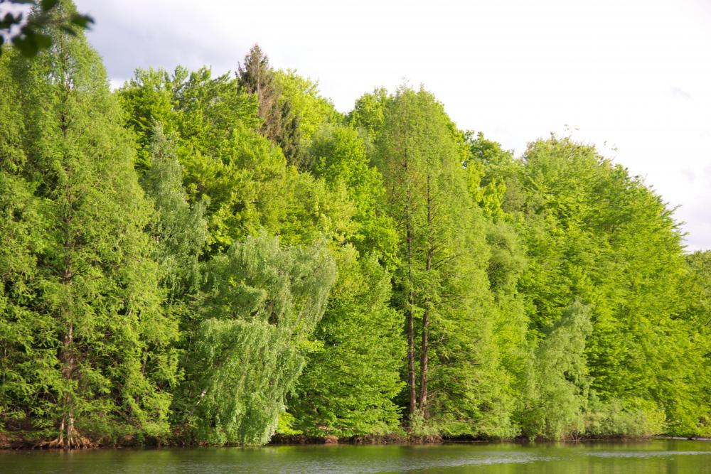 Bäume gepart mit Sonnenstrahlen