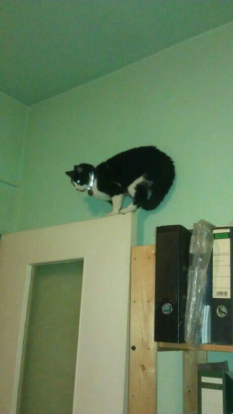 Wenn der Mops den Kater....