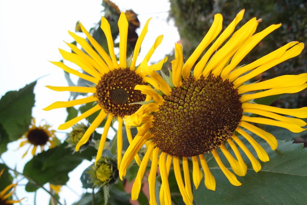 Herbstsonnenblumen