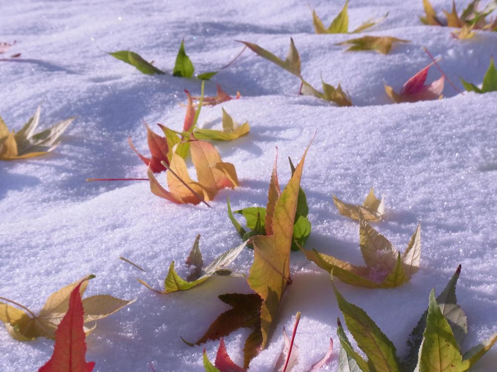 Vom Schnee überrascht