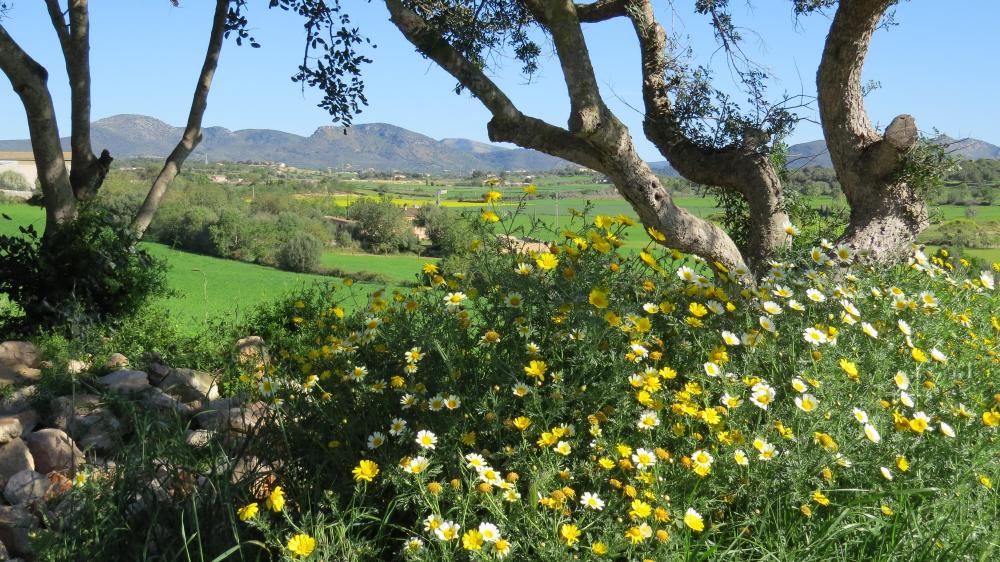 Mallorca im Frühling