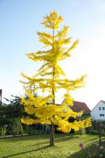 Baum mit gelben Blät...