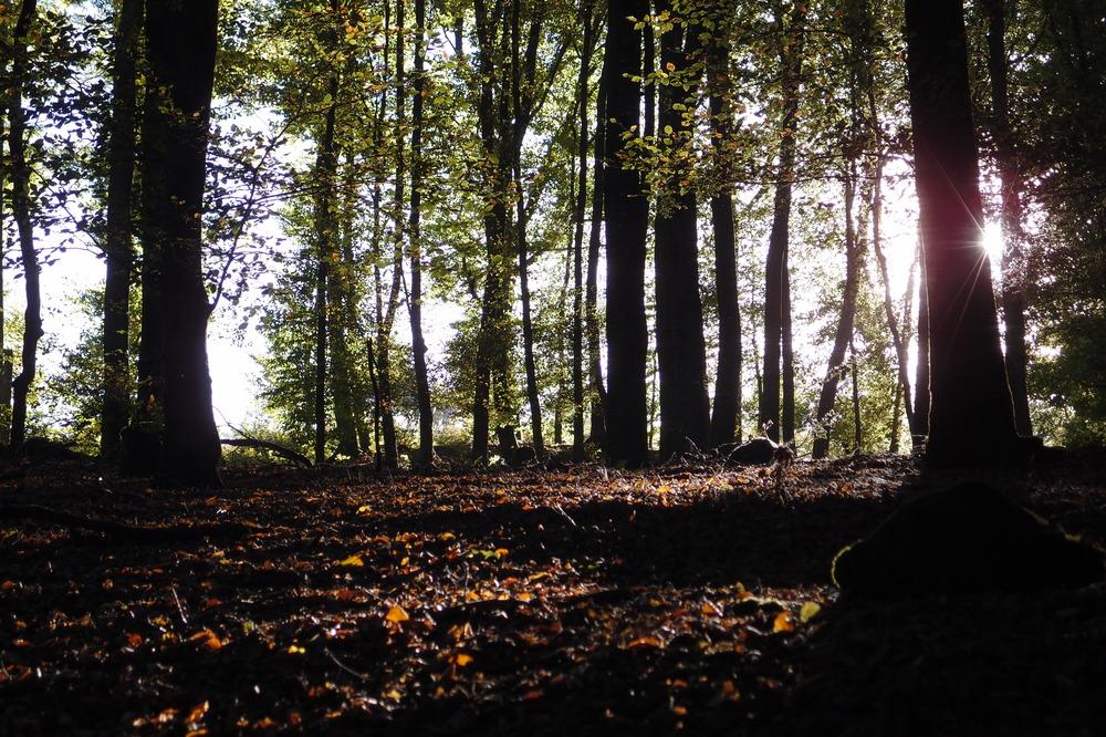 Sonniger Herbstwald